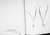 Puccinia oblongata image